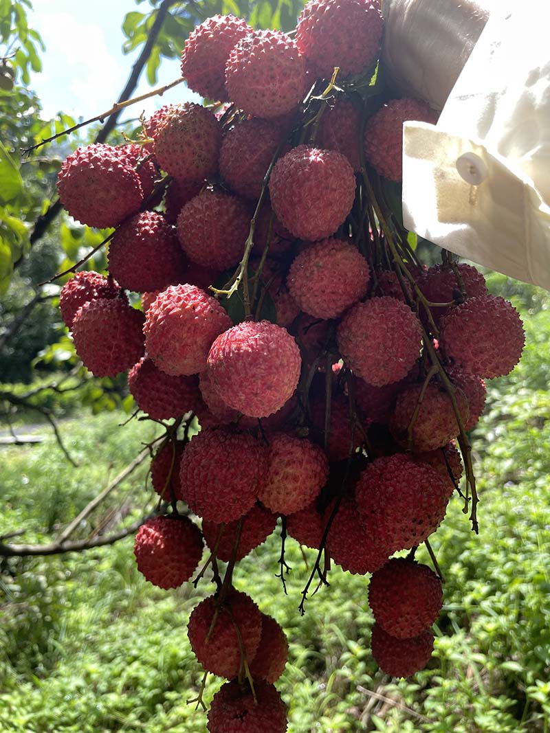 集團活動:朗洲行 · 摘荔枝 集團活動:朗洲行 · 摘荔枝