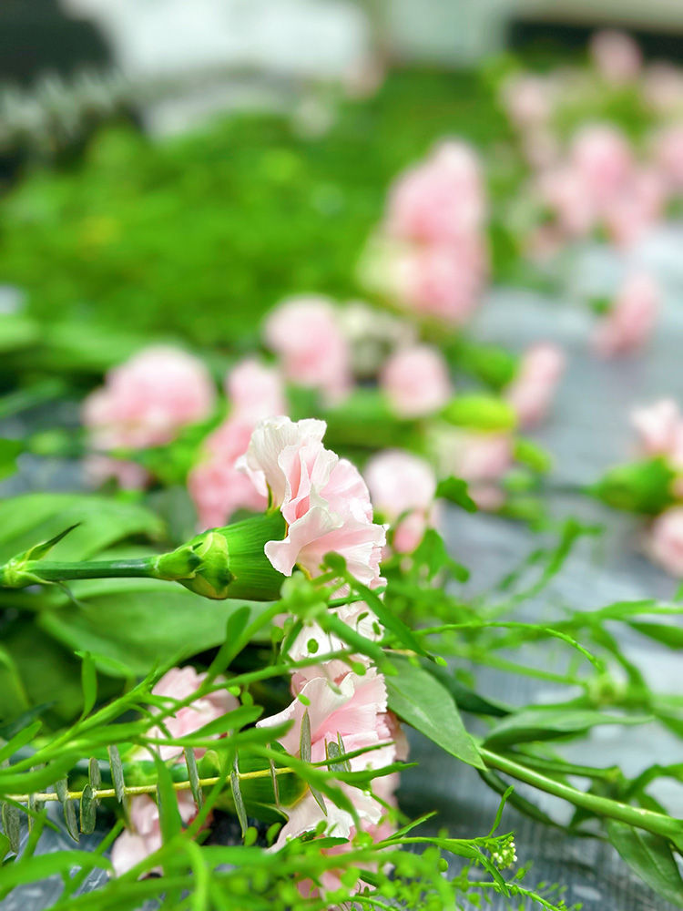 三八婦女節丨祝福所有女人：愿你笑靨如花，一生不減芳華！